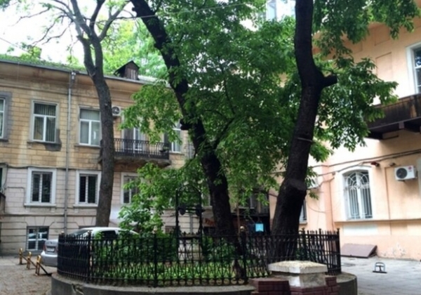 ВИДЕО ДНЯ: в одесском дворе на дом упало массивное дерево 