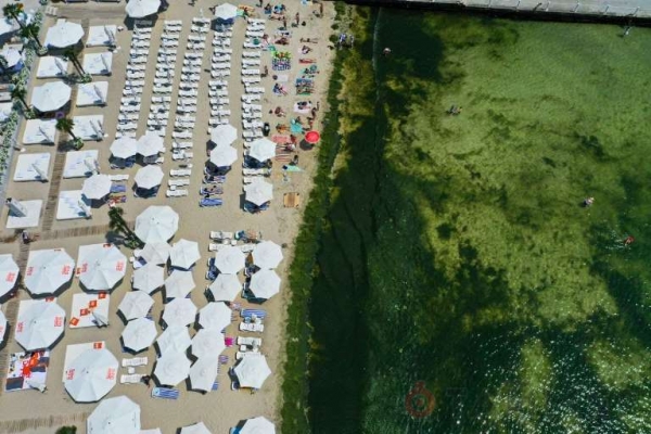 Пора цветения: в морской воде на пляжах Одессы бурно размножаются водоросли