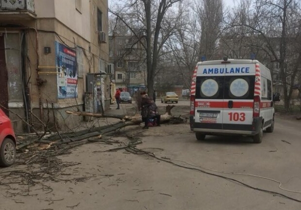 5 000 гривен за потерю здоровья: одесситке, на которую упало дерево, выплатили компенсацию