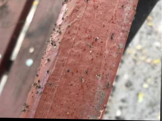 Все обліплено кліщами: в Дніпрі дитячий майданчик заполонили небезпечні комахи