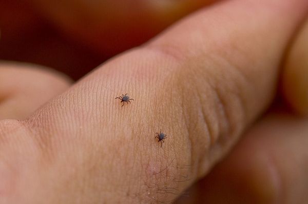 Все обліплено кліщами: в Дніпрі дитячий майданчик заполонили небезпечні комахи