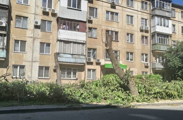 Убийственная «подрезка»: на Черёмушках покалечили деревья 