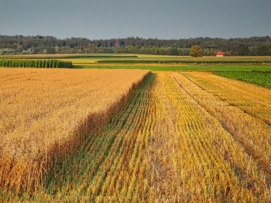 Ринок землі в Україні: хто зможе купити землю з 1 липня
