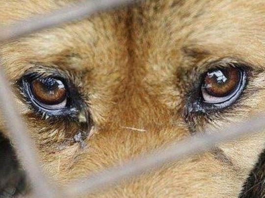 Зеленський узаконив покарання за жорстоке поводження з тваринами: що він передбачає