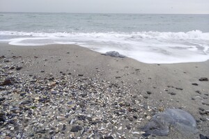 Наплыв водорослей и медуз: пляж "Отрада" сильно загрязнился