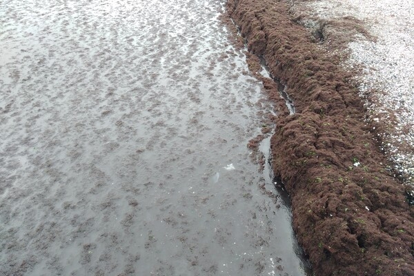Наплыв водорослей и медуз: пляж "Отрада" сильно загрязнился