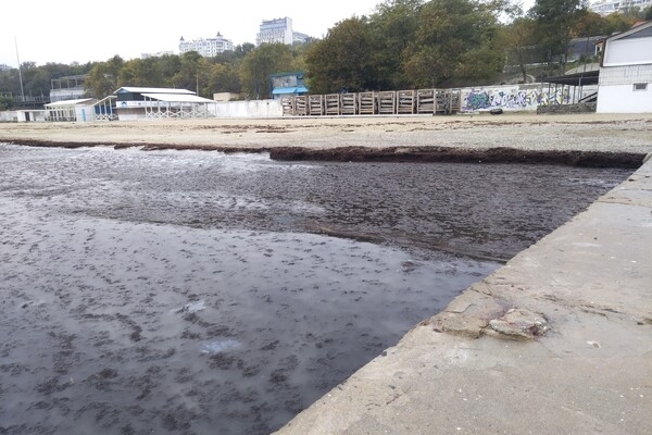 Наплыв водорослей и медуз: пляж "Отрада" сильно загрязнился