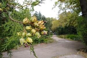 Полюбуйся: как выглядит Одесский ботанический сад в конце сентября