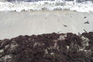 Наплыв водорослей и медуз: пляж "Отрада" сильно загрязнился
