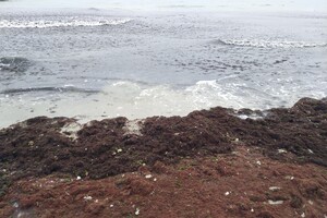 Наплыв водорослей и медуз: пляж "Отрада" сильно загрязнился
