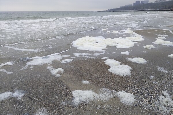 Наплыв водорослей и медуз: пляж "Отрада" сильно загрязнился