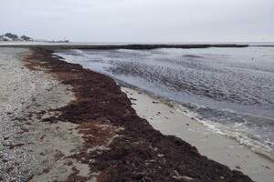 Наплыв водорослей и медуз: пляж "Отрада" сильно загрязнился