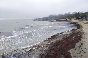 Наплыв водорослей и медуз: пляж "Отрада" сильно загрязнился