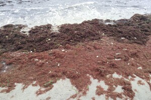 Наплыв водорослей и медуз: пляж "Отрада" сильно загрязнился