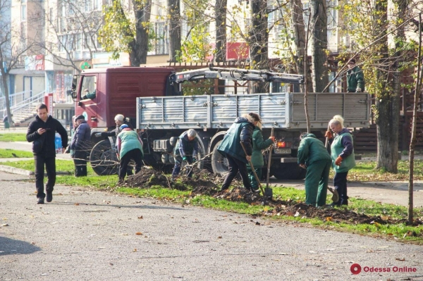 На Посёлке Котовского и Балковской высадили акации Труханова