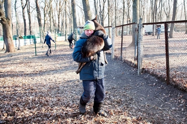 Благородные олени и лани поселились в дельте Дуная