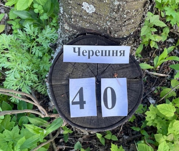 Одесский лесничий срубил на дрова 343 дерева