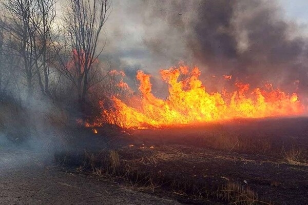 Могут пострадать жилые дома: под Одессой горят плавни (видео, обновлено)