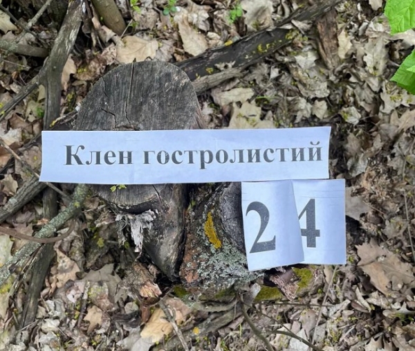 Одесский лесничий срубил на дрова 343 дерева
