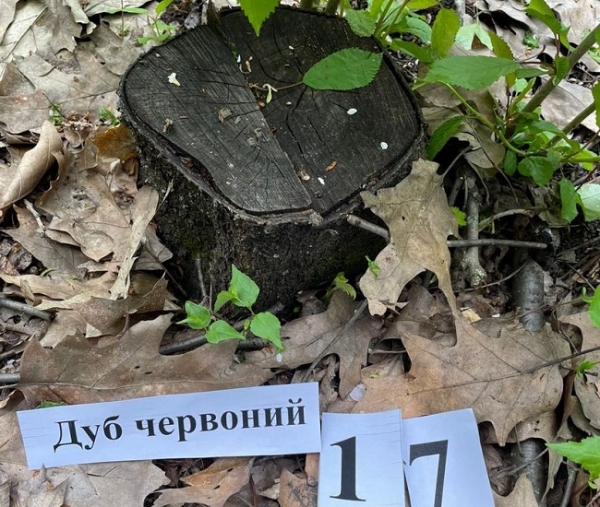 Одесский лесничий срубил на дрова 343 дерева