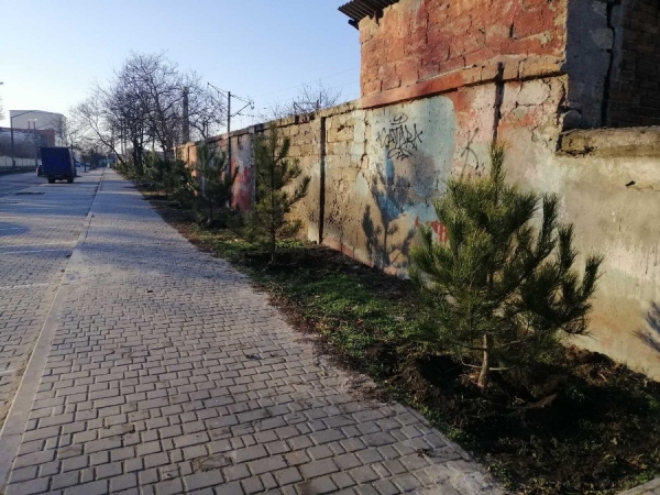 Одессу засаживают соснами 