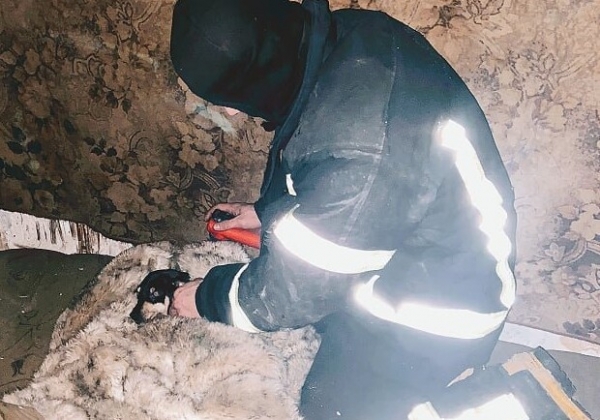 В Одессе спасатели вынесли из горящего дома и реанимировали собаку