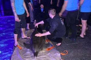 Из-за угрозы обстрелов в Одессу эвакуировали дельфинов из Харькова 