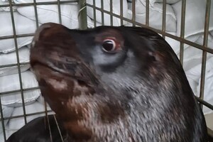 Из-за угрозы обстрелов в Одессу эвакуировали дельфинов из Харькова 