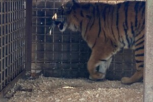 Из зоопарка в Одесской области эвакуировали хищников