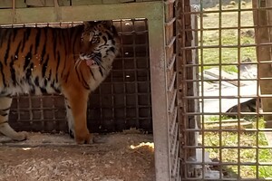 Из зоопарка в Одесской области эвакуировали хищников