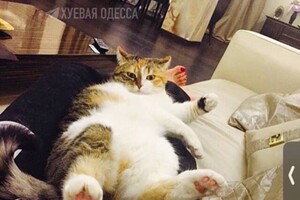 В Одессе девушка на Mercedes выбросила 13-летнюю кошку (видео)