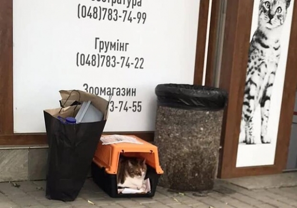 В Одессе девушка на Mercedes выбросила 13-летнюю кошку (видео)