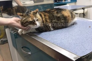 В Одессе девушка на Mercedes выбросила 13-летнюю кошку (видео)