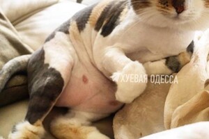 В Одессе девушка на Mercedes выбросила 13-летнюю кошку (видео)