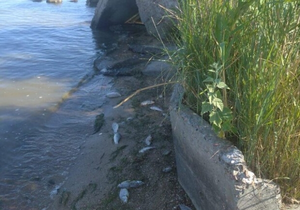 На лимане Одесской области произошел массовый мор рыбы