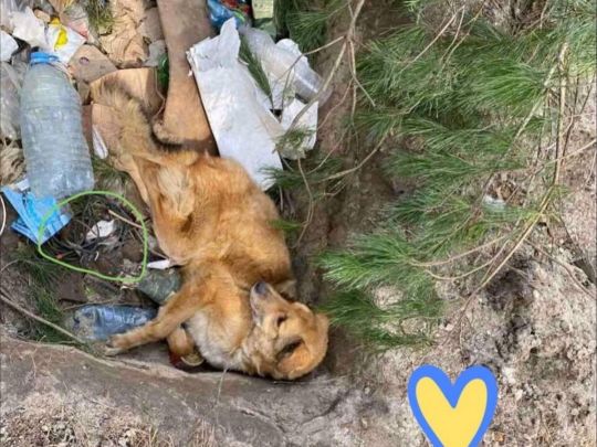 «Рашисти замінували песика»: зворушлива історія порятунку чотирилапого під Києвом
