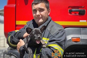 Привезли после вывоза: у одесских спасателей появился талисман – пес Мажор