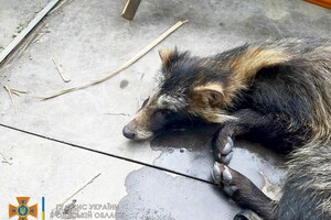 Под Одессой енот хотел посетить базу отдыха и застрял в паркане (фото)