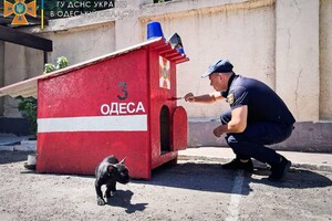 Привезли после вывоза: у одесских спасателей появился талисман – пес Мажор