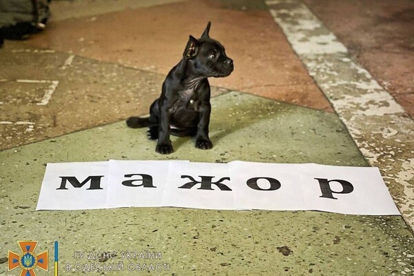 Привезли после вывоза: у одесских спасателей появился талисман – пес Мажор