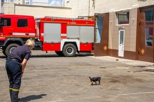 Привезли после вывоза: у одесских спасателей появился талисман – пес Мажор