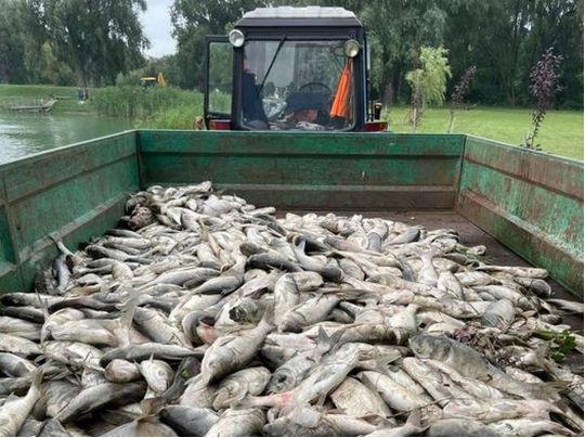 На озері під Києвом зафіксували масовий мор риби: місцеві жителі звинувачують владу
