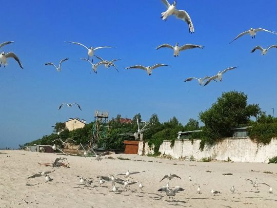 Тільки чайки сумно кружляють: у Мережі показали пустуючі пляжі захоплених путіним курортів на Арабатській стрілці (відео)