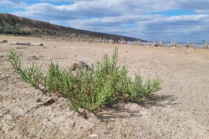 Альтернатива морю: как выглядит одесский Куяльник в сентябре