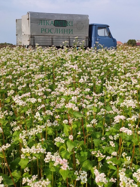 «Настій квіток п’ють при кашлі та цукровому діабеті»: травник про лікувальні властивості гречки