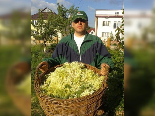 «Настій квіток п’ють при кашлі та цукровому діабеті»: травник про лікувальні властивості гречки