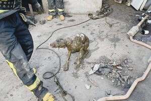 Одесские спасатели достали собаку из выгребной ямы