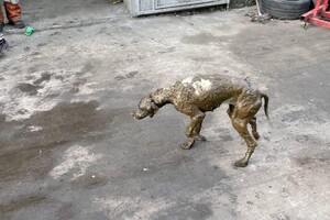 Одесские спасатели достали собаку из выгребной ямы