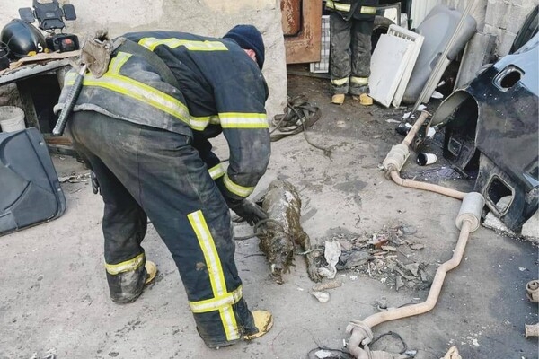Одесские спасатели достали собаку из выгребной ямы