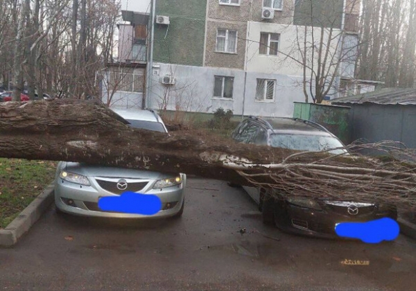 В Одессе начался древопад из-за сильного ветра 